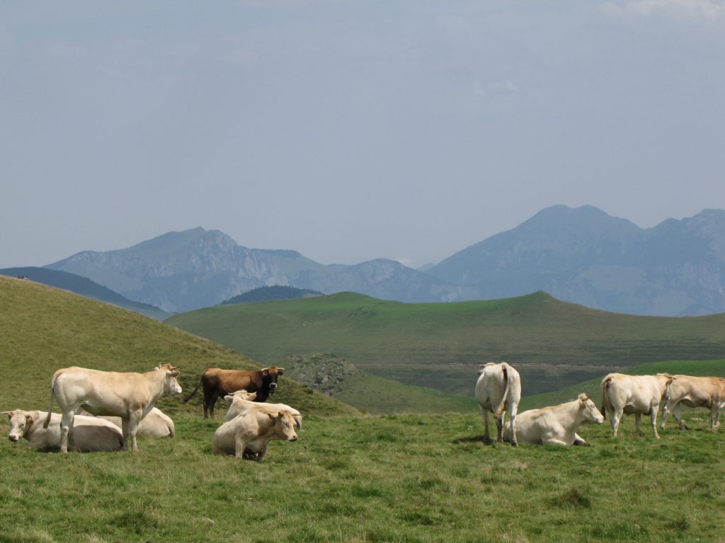 Dans les Pyrénées, des pelouses d'altitude rases parce que pâturées par les bovins.
